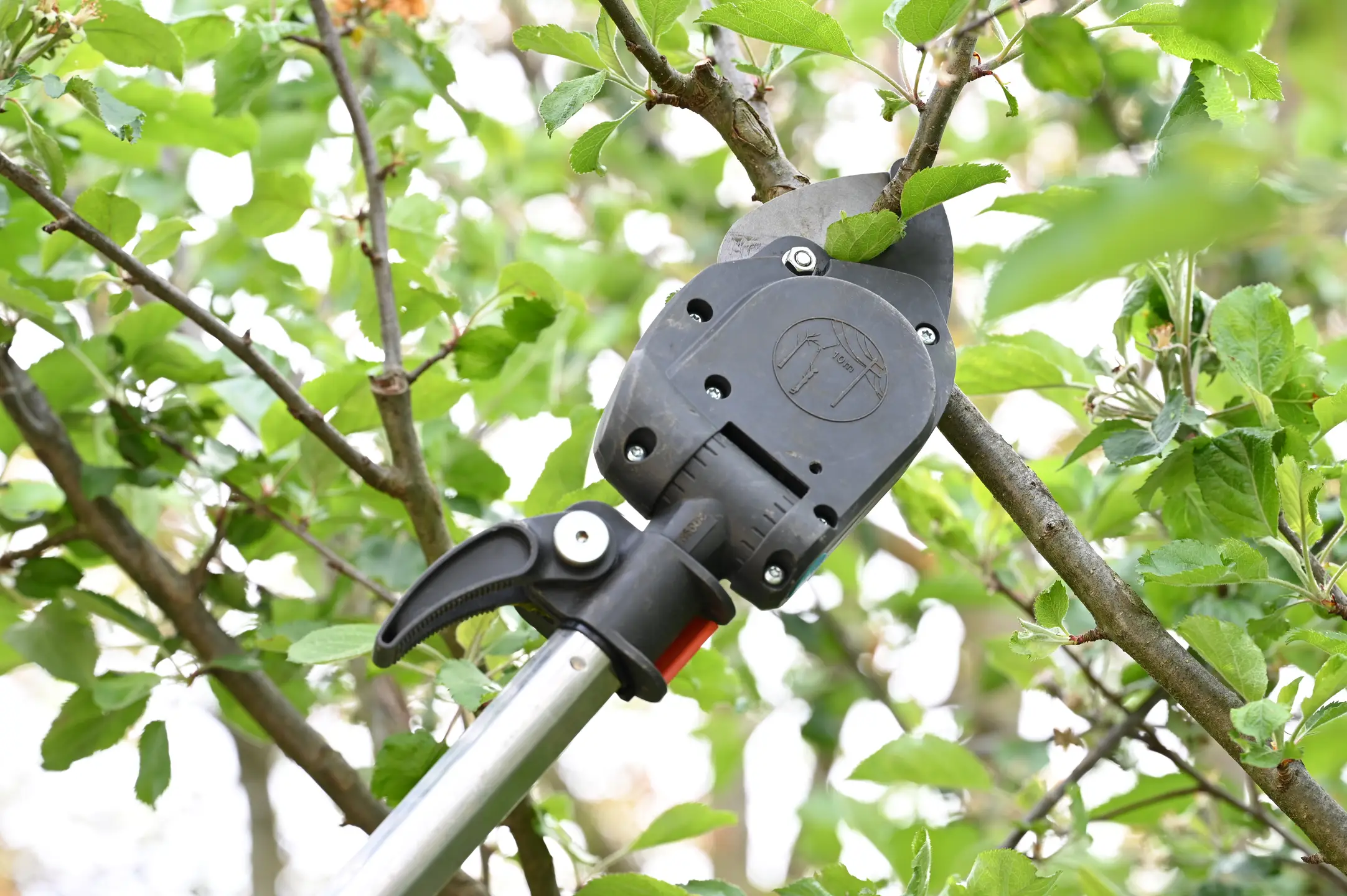 Professionelle Baumpflege