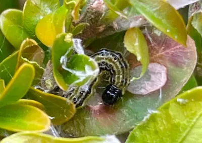 Schädlingsbekämpfung